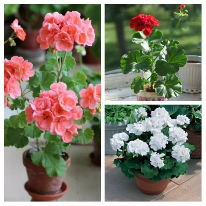 Detail Warna Geranium Nomer 52