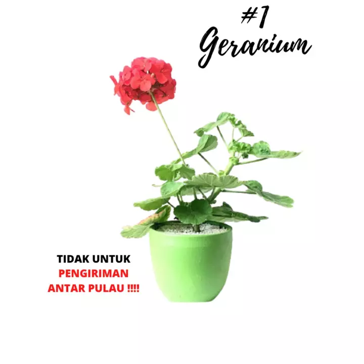 Detail Warna Geranium Nomer 55