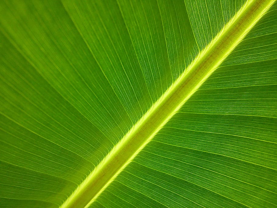 Detail Warna Hijau Daun Pisang Nomer 17