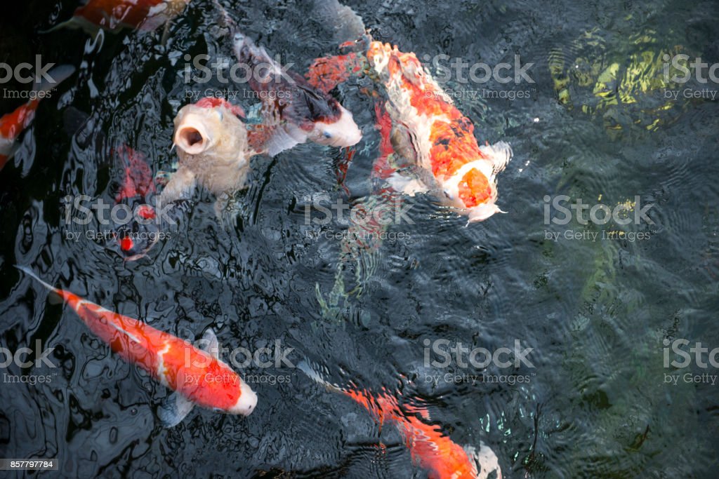 Detail Warna Kolam Ikan Koi Nomer 49