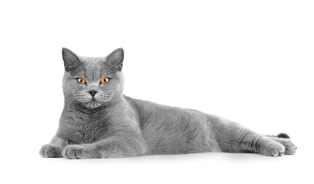 Detail Warna Kucing British Shorthair Nomer 44