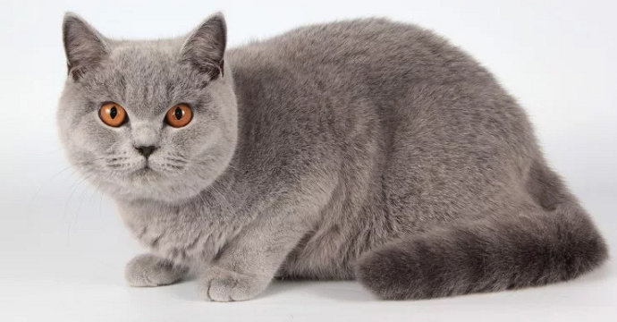 Detail Warna Kucing British Shorthair Nomer 7