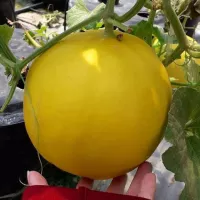 Detail Warna Kuning Melon Nomer 51