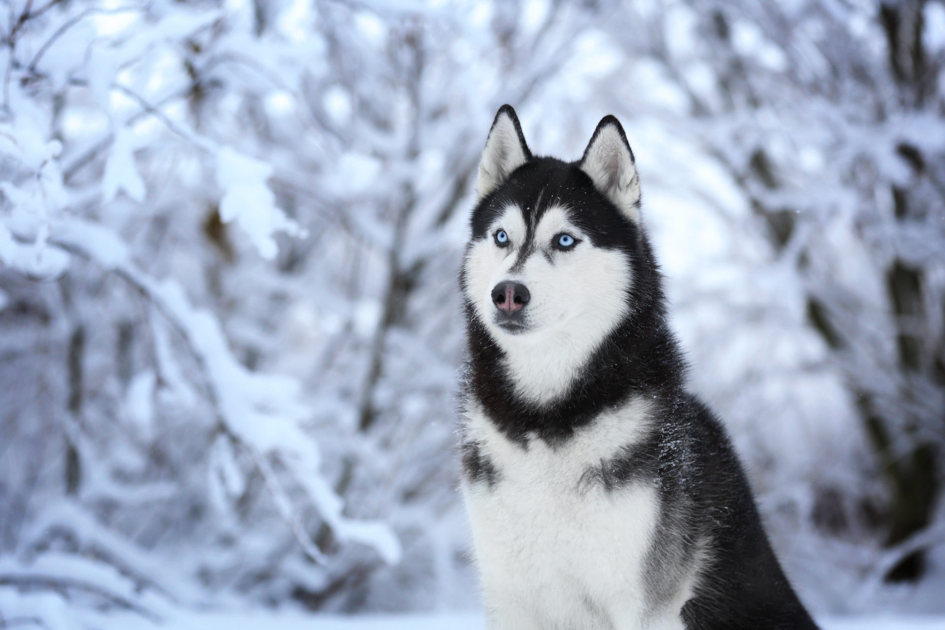 Detail Siberian Husky Wallpaper Hd Nomer 15