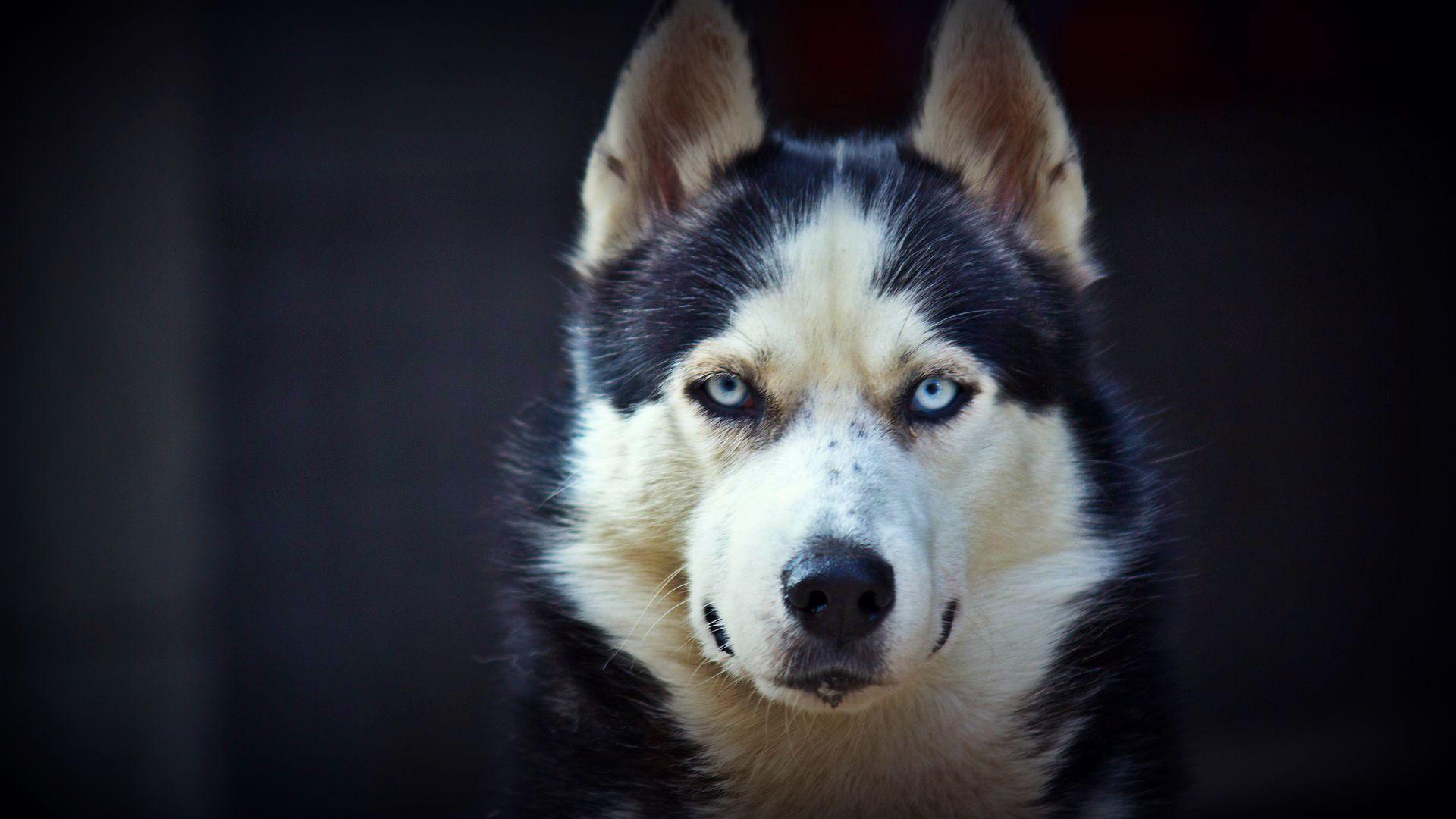 Detail Siberian Husky Wallpaper Hd Nomer 16