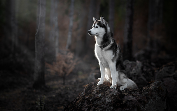 Detail Siberian Husky Wallpaper Hd Nomer 19