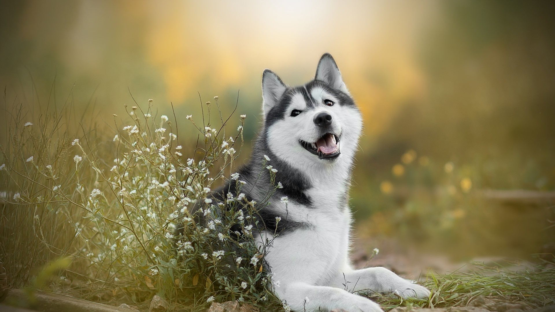 Detail Siberian Husky Wallpaper Hd Nomer 26