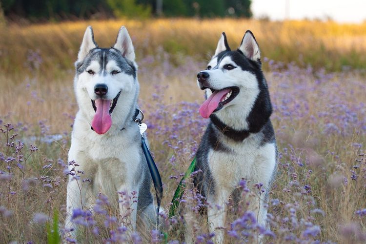 Siberian Husky Warna - KibrisPDR