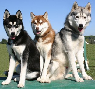 Detail Siberian Husky Warna Nomer 16