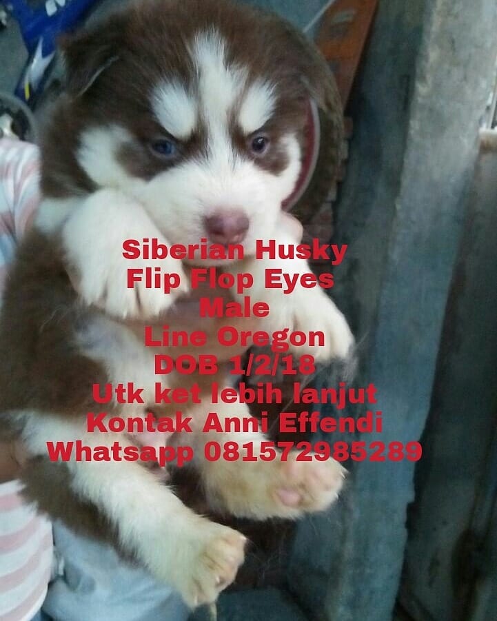 Detail Siberian Husky Warna Nomer 29