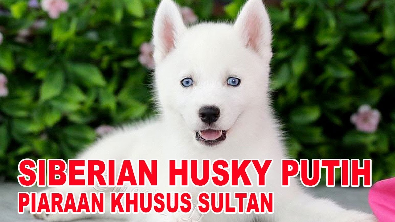 Detail Siberian Husky Warna Nomer 32