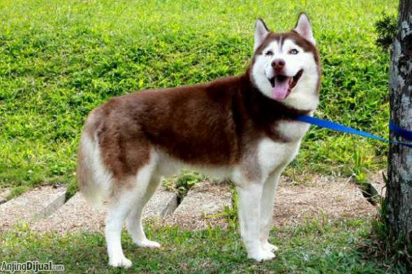 Detail Siberian Husky Warna Nomer 35