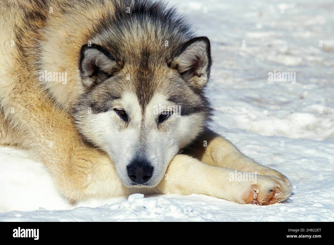 Detail Siberian Husky Warna Nomer 48