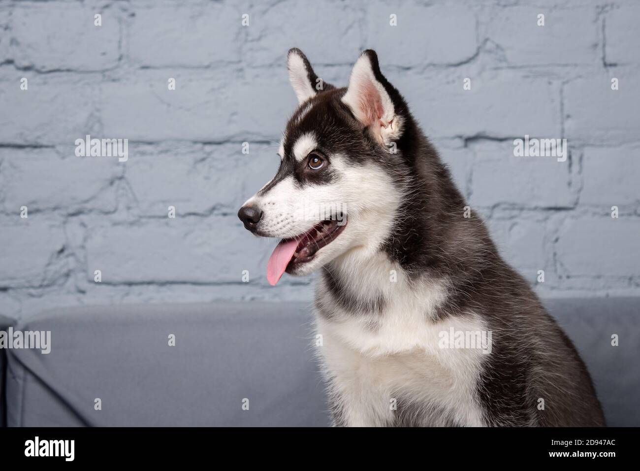 Detail Siberian Husky Warna Nomer 49