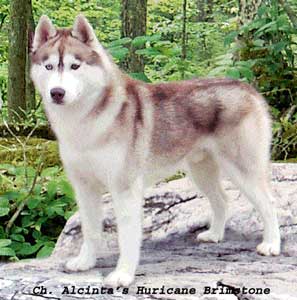 Detail Siberian Husky Warna Nomer 8