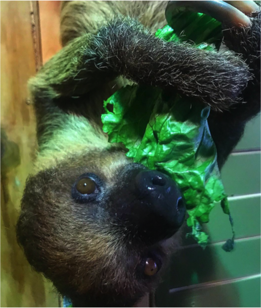 Detail Sid The Sloth Images Nomer 43