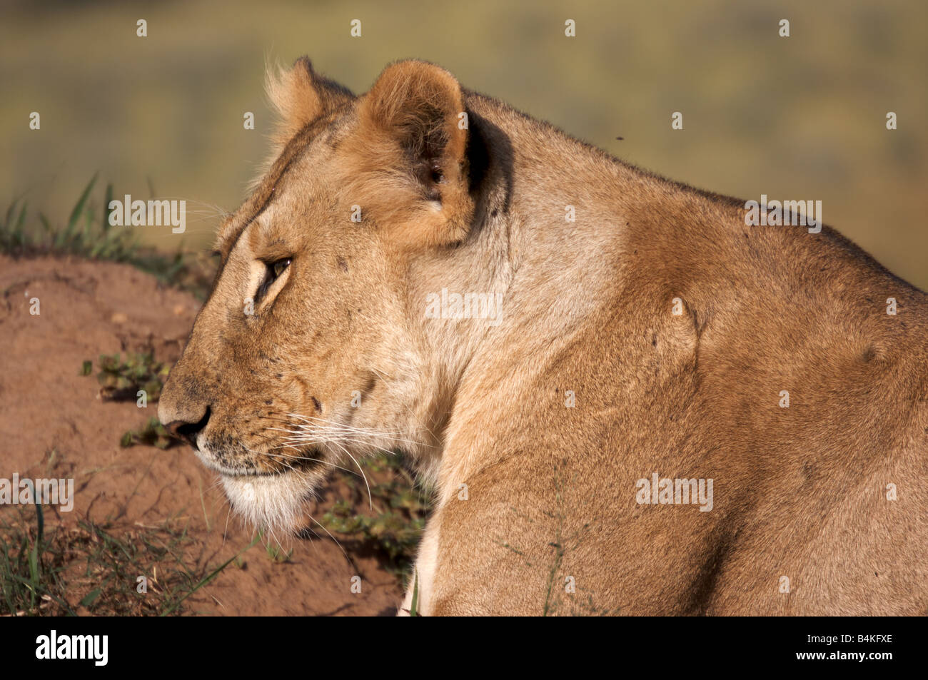 Detail Side View Of Lions Nomer 47