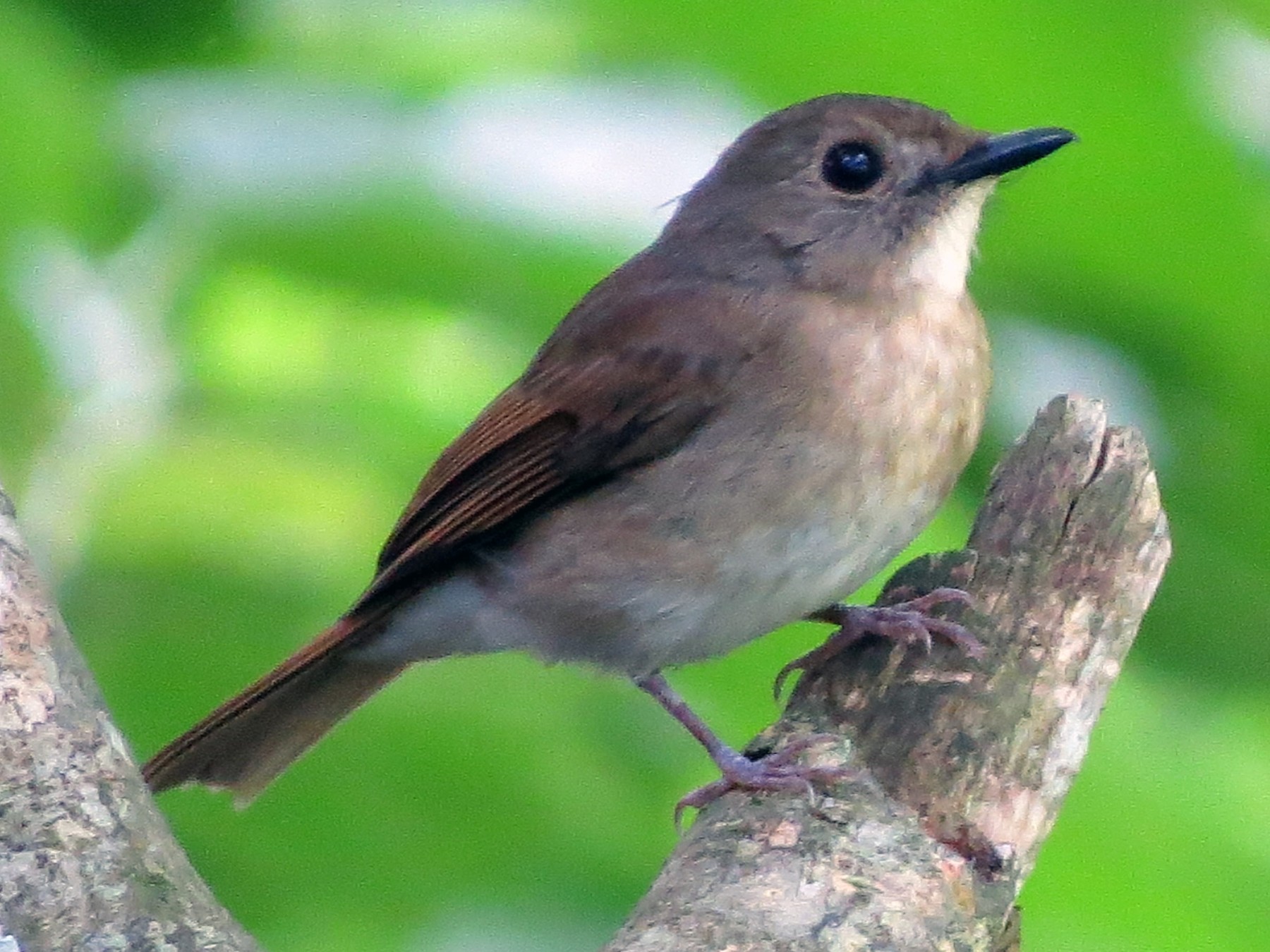 Detail Sikatan Rimba Dada Kelabu Nomer 7