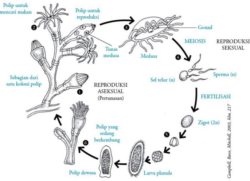 Detail Siklus Aurelia Aurita Nomer 20