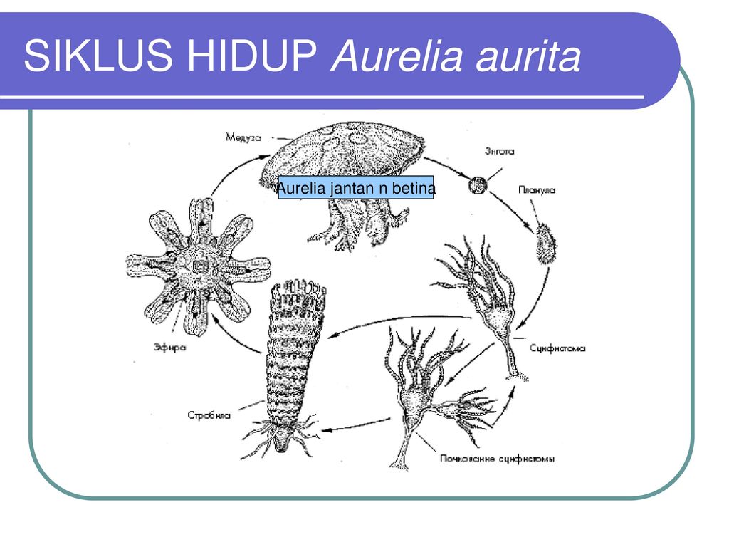 Detail Siklus Aurelia Aurita Nomer 28