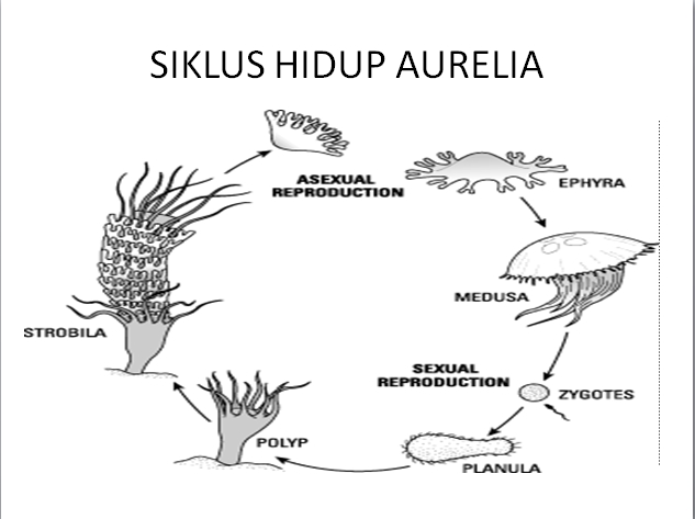 Detail Siklus Aurelia Aurita Nomer 29