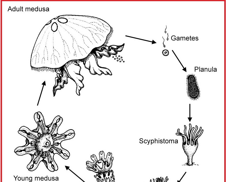 Detail Siklus Hidup Aurelia Nomer 15