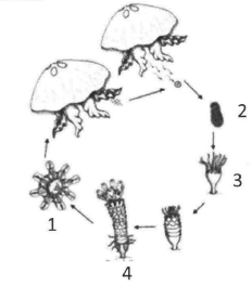 Detail Siklus Hidup Aurelia Nomer 16