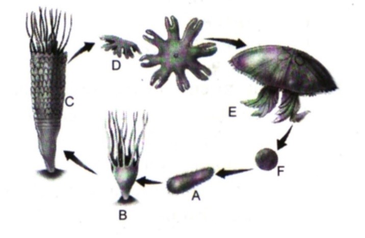 Detail Siklus Hidup Aurelia Nomer 22