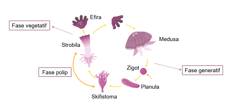Detail Siklus Hidup Aurelia Nomer 27