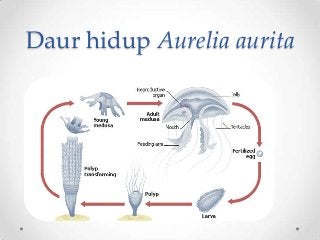Detail Siklus Hidup Aurelia Nomer 28