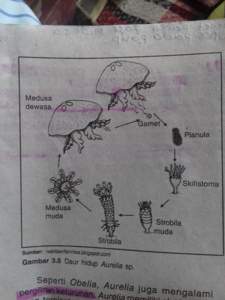 Detail Siklus Hidup Aurelia Nomer 30