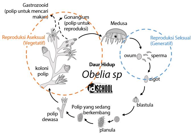 Detail Siklus Hidup Aurelia Nomer 37