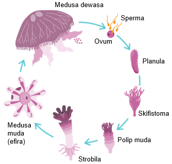 Detail Siklus Hidup Aurelia Nomer 5