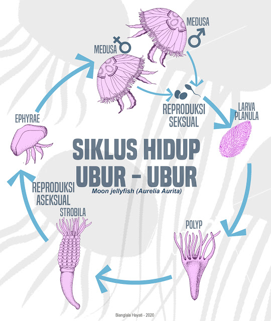 Detail Siklus Hidup Aurelia Nomer 50