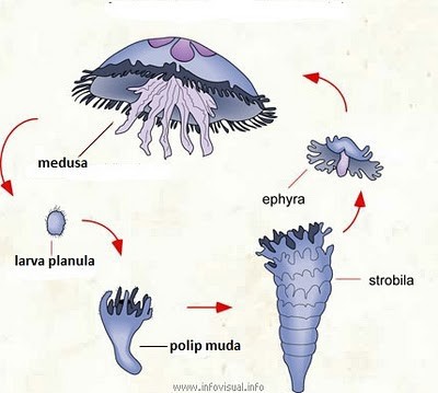 Detail Siklus Hidup Aurelia Nomer 52