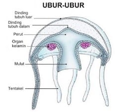 Detail Siklus Hidup Aurelia Nomer 56