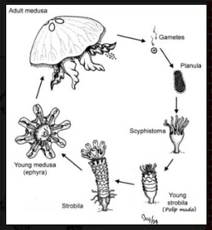 Detail Siklus Hidup Aurelia Nomer 9