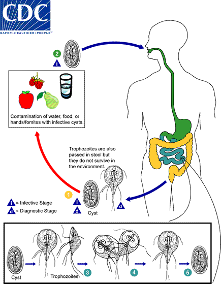 Siklus Hidup Giardia Lamblia - KibrisPDR