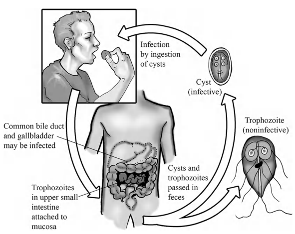 Detail Siklus Hidup Giardia Lamblia Nomer 13