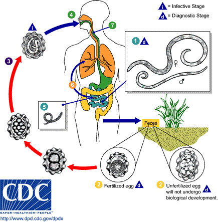 Detail Siklus Hidup Giardia Lamblia Nomer 17