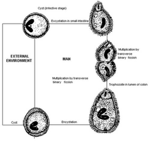 Detail Siklus Hidup Giardia Lamblia Nomer 35