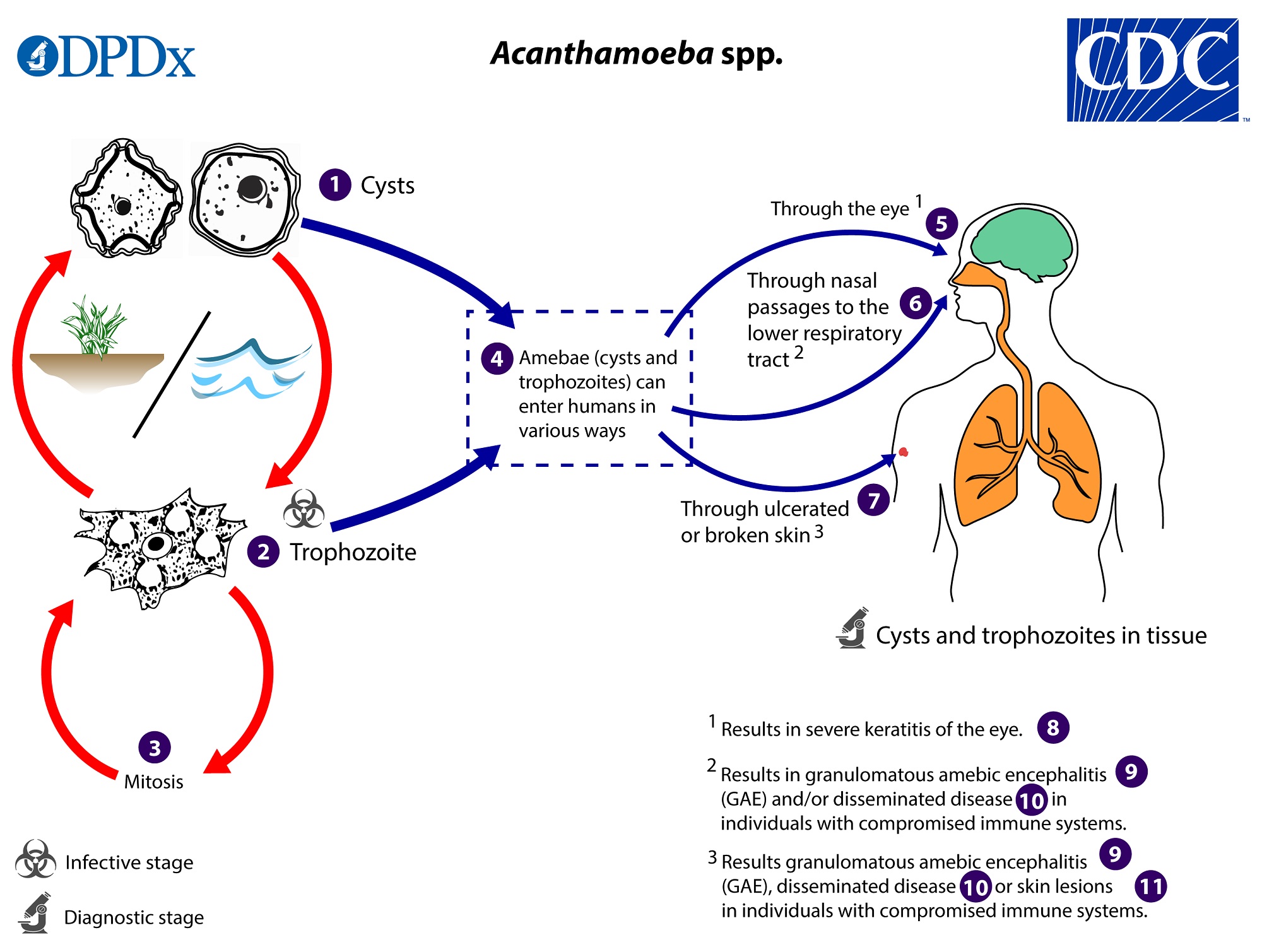 Detail Siklus Hidup Giardia Lamblia Nomer 41