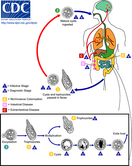 Detail Siklus Hidup Giardia Lamblia Nomer 7