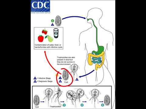 Detail Siklus Hidup Giardia Lamblia Nomer 8