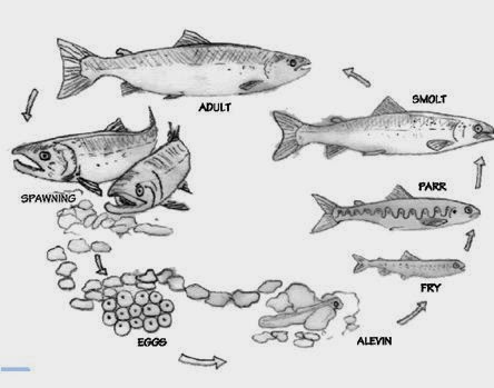 Siklus Hidup Ikan Salmon - KibrisPDR