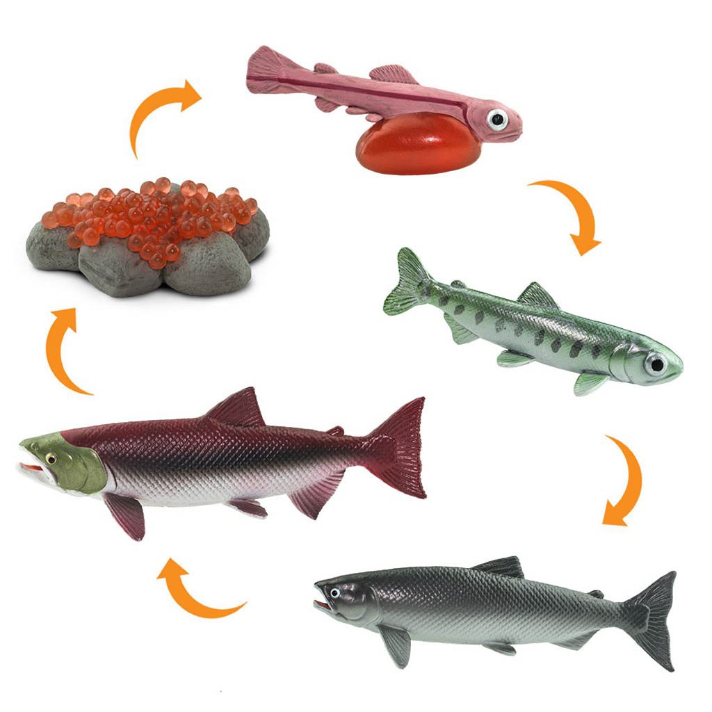 Detail Siklus Hidup Ikan Salmon Nomer 15