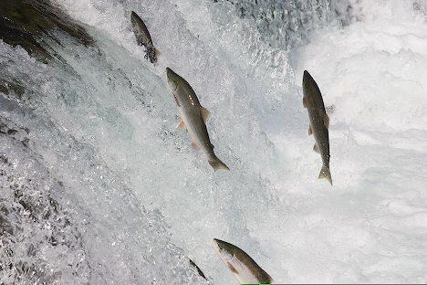 Detail Siklus Hidup Ikan Salmon Nomer 29