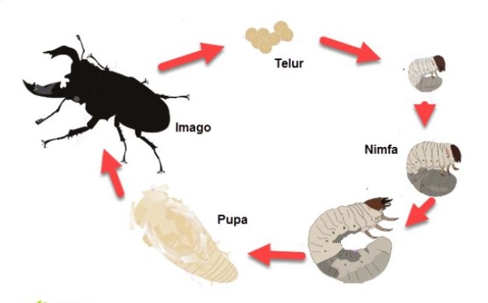 Siklus Hidup Kumbang - KibrisPDR