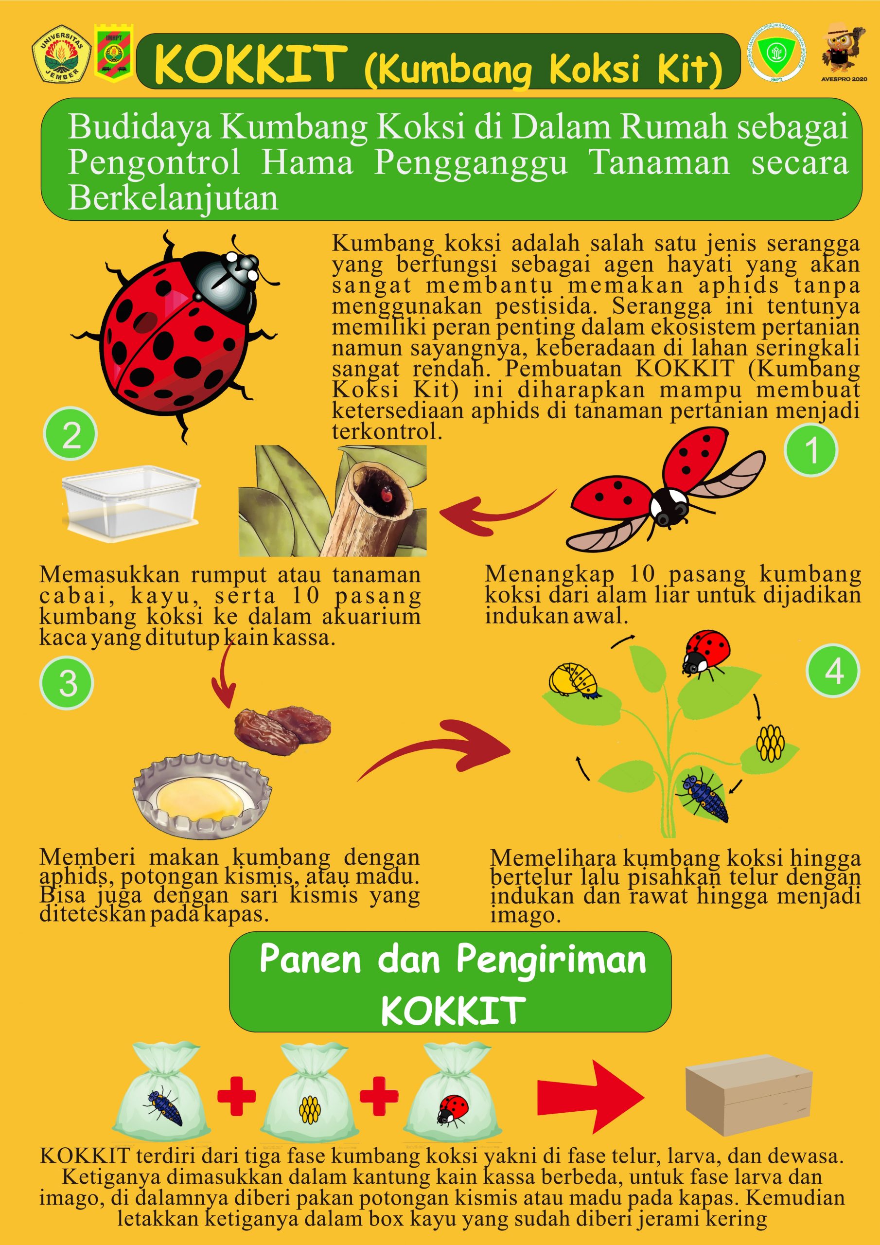 Detail Siklus Hidup Kumbang Nomer 17