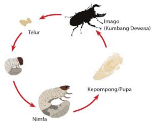 Detail Siklus Hidup Kumbang Nomer 19